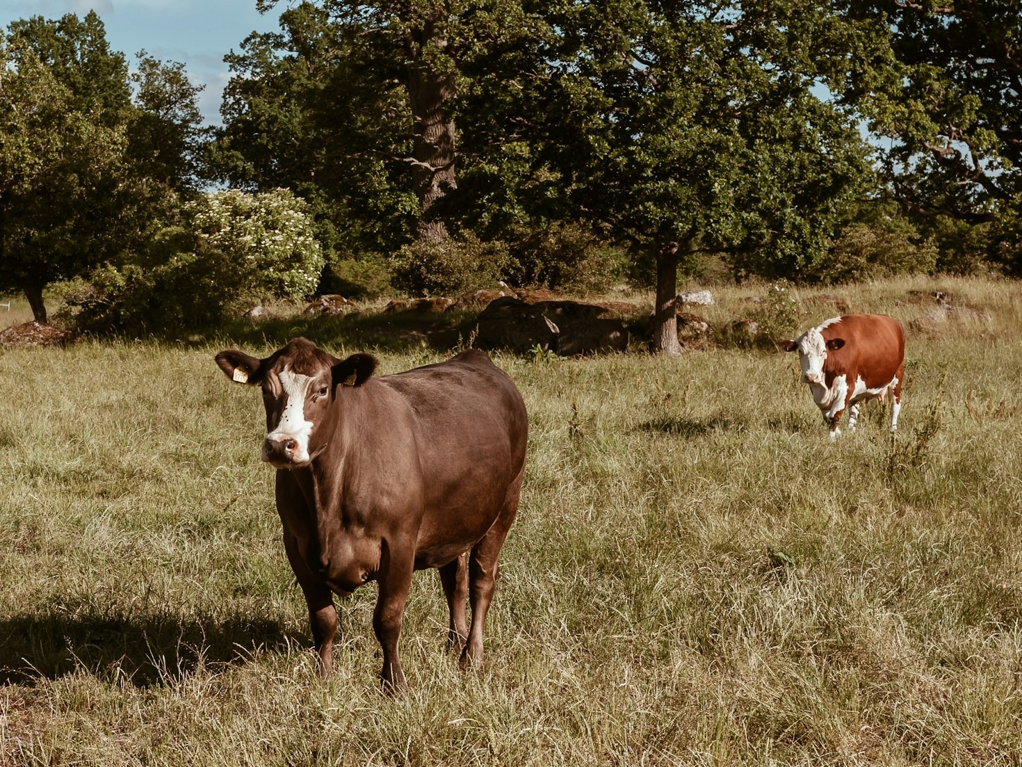 Exportação de Carne: Desafios e Oportunidades Globais