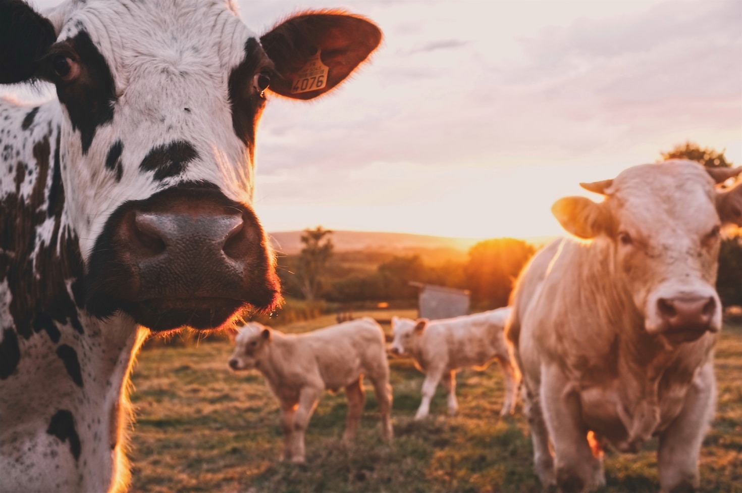 Entenda a Importância da Sustentabilidade na Pecuária